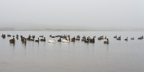 Flock of pelicans floating on the river. Magic atmosphere, foggy sky, panoramic view, California Coastline