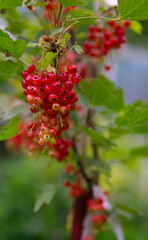 fresh currant fruits in summer