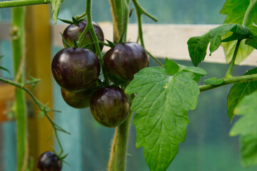 fresh ripe black tomato hanging on the bush
