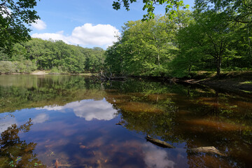 Fototapeta na wymiar Petit étang neuf,pond in Rambouillet forest