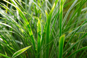 picturesque green grass growing in the sun on a green background