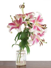 pretty white and pink lilies close up isolated