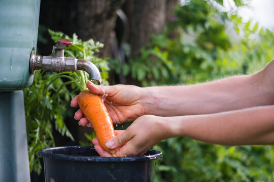 Une femme nettoie les légumes du jardin 