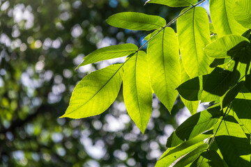 Branch with fresh green leaves of Juglans mandshurica, Manchurian walnut.