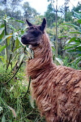 Close up of a llama near Lago Mojanda, Imbabura Province, Ecuador