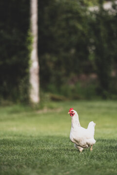 Une poule blanche dans un jardin