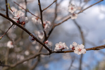 Blooming cherry on a background of blue sky on a spring sunny day.