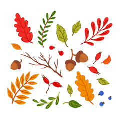 Cozy autumn elements set. Wild berries and
