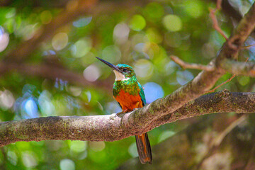 Ariramba-de-cauda-ruiva macho