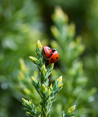 ladybird love 2