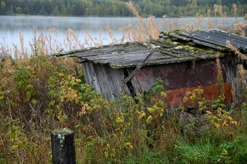 A destroyed wooden shed in the village, overgrown with raspberries