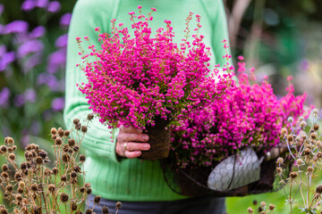 A woman holding a basket of heather plants.