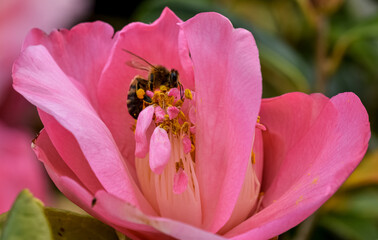 bee on a flower © Delta B Photography