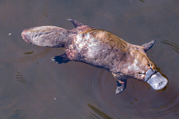 Platypus sviming in the river, Burnie in Tasmania, Australia