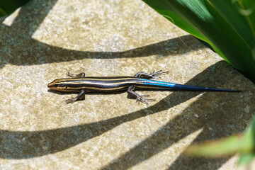Five-lined skink laying down in the sun between wavy shadows