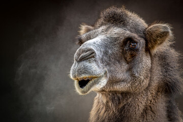 Portrait of a camel against a dark background