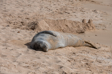 Fototapeta premium Resting Hawaiian Monk seal on the beach in Oahu, Hawaii