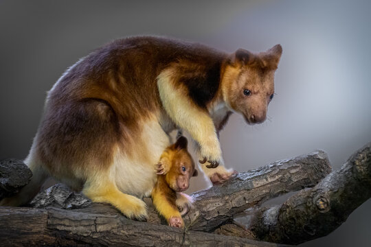 Tree Kangaroo with baby in a tree