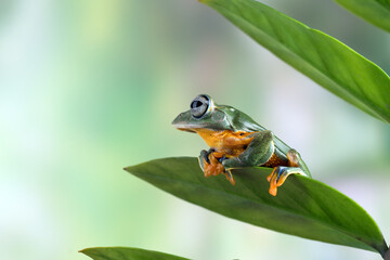 Black-webbed tree frog ( Rhacophorus reinwardtii )  hanging on a leaf