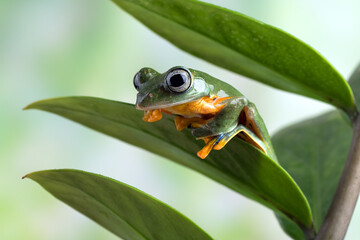 Black-webbed tree frog ( Rhacophorus reinwardtii )  hanging on a leaf