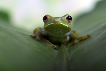 Close up photo of Malayan tree frog  (  Rhacoporus prosimians )