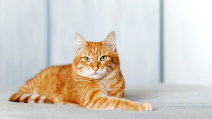 Portrait of ginger cat lying on a bed and looking straight ahead directly into the camera against blurred background. Shallow focus. Copyspace.