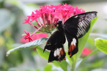 Fototapeta premium Mariposa negra sobre flor rosa e nel parque