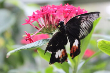 Mariposa negra sobre flor rosa e nel parque