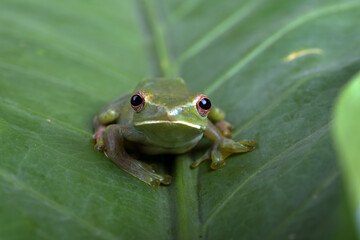 Close up photo of Malayan tree frog  (  Rhacoporus prosimians )