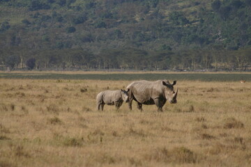 Fototapeta premium Rhinoceros with calf on grassy plain