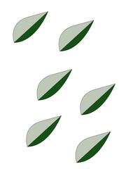 leaf clover isolated on white background