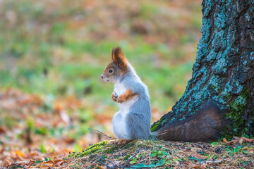 Autumn Squirrel standing on its hind legs on on green grass with fallen yellow leaves