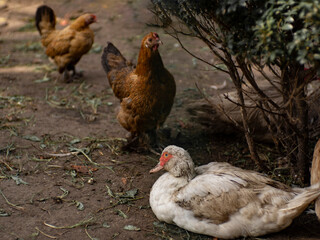 domestic chickens and ducks in the yard of the farm