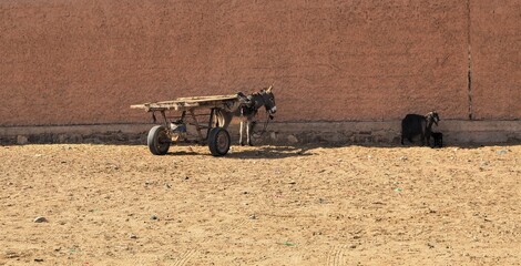 a black donkey with a wooden cart stands together with a black goat and a black billy goat in front...