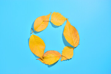 circle of bright autumn yellow leaves on a blue background