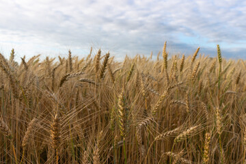 We are waiting for the harvest.