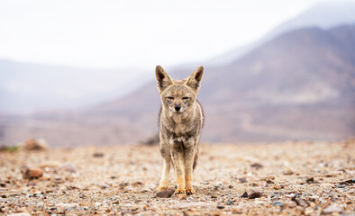 Latin fox Zorro Chilla, Lycalopex griseus, walking searching for food. 