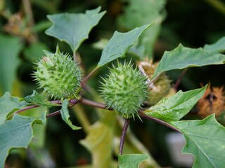 green thorny fruits of Datura plant close up