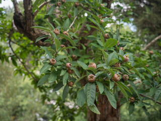 Baum der Mispel im Spätsommer (Mespilus germanica). Die noch nicht ganz reifen Früchte wachsen an...