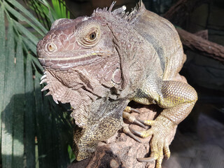 Green iguana also American iguana (in german Grüner Leguan) Iguana iguana