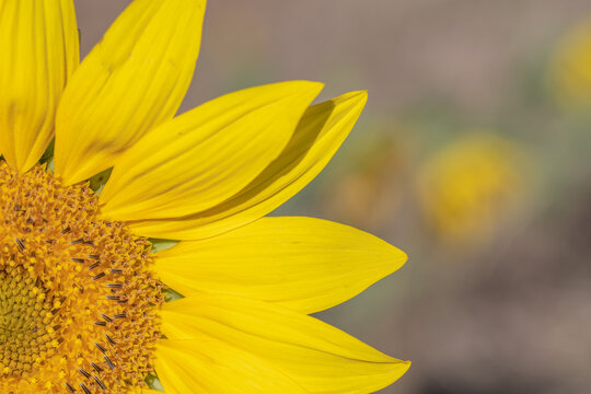 Front image of a yellow sunflower detail with blurred background and plenty of space for copy space.