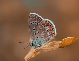 Detailreiche Nahaufnahme von einen kleinen Schmetterling (Bläuling) auf einer Pflanze in Seitenansicht vor neutralen Hintergrund.
