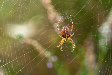 macro photo of a garden spider hanging in its web and waiting for its prey in the early morning