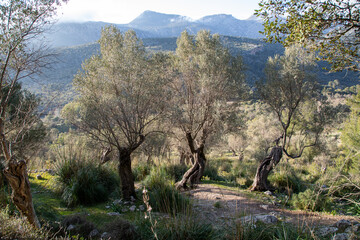 Hiking trail around Alaro and Orient with olive trees