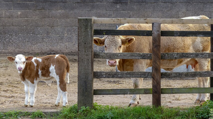 Simmental heifer with week old calf. Mother looking through slatted wooden fencing, both curiously peering to camera. Outside in open farmyard. Background of grey wall. Space for text. England. - 457895449