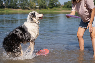 australian shepherd dog play with flying saucer with woman outdoor. 