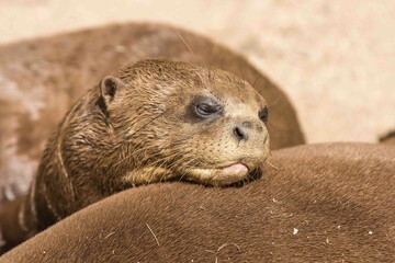 Nutria durmiendo