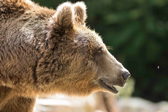 Oso pardo de perfil