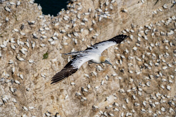 Close up of Flying Gliding Thermal Riding Large White Sea Bird Gannets with a huge wingspan over blue sky and ocean on English clifftops