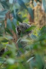 koala escondido en árbol